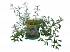 Набор для выращивания растений - Лаванда  - миниатюра №3